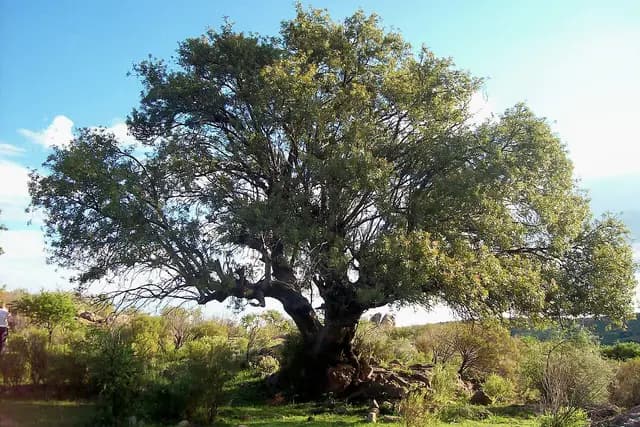 Parque Sierra de San Javier